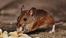 24 Hour & Emergency Exterminators in Mount Vernon, IL